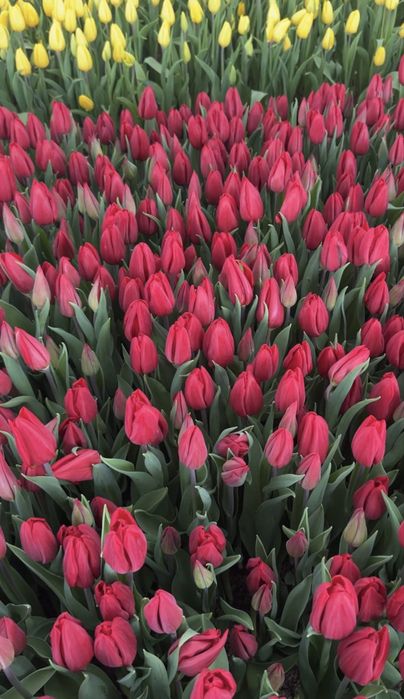 Тюльпаны из парника