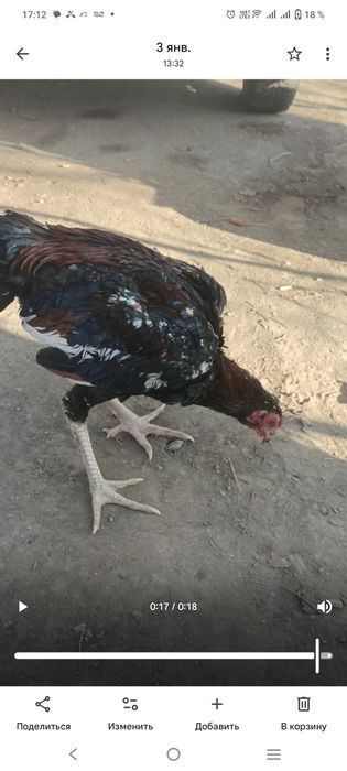 обмен на фазанов