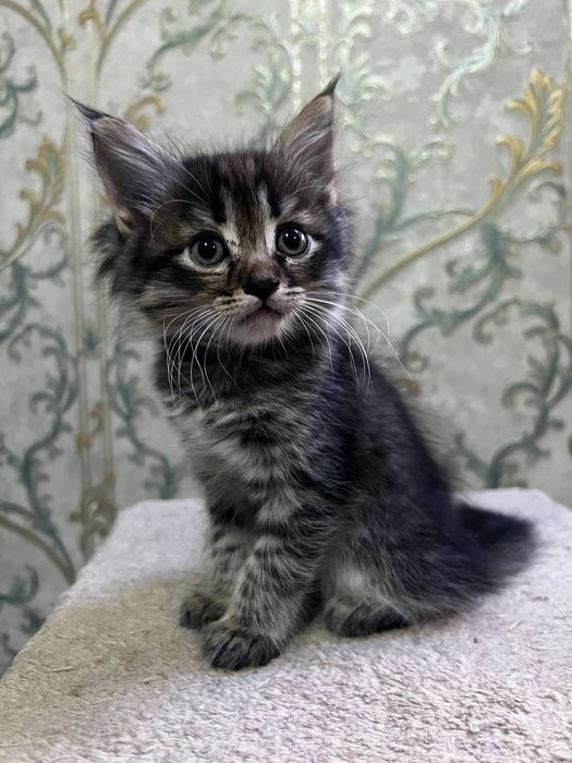 Продаются котята