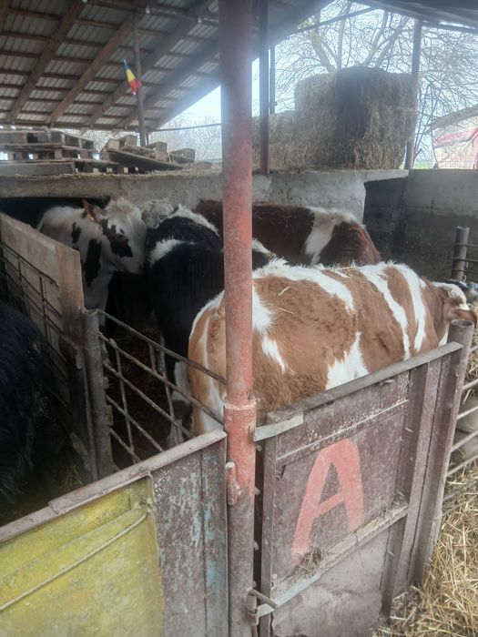 Vitei baltati de vinzare