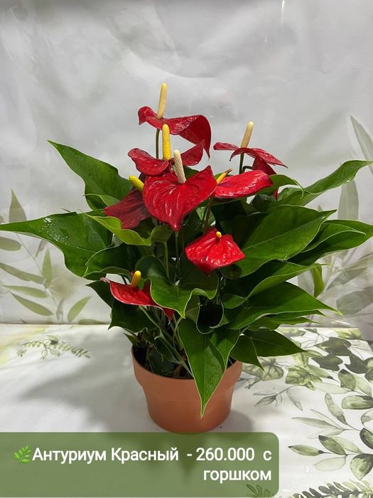 Антуриумы разных сортов