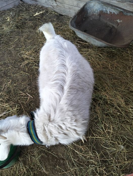 Продам козу зааненскую