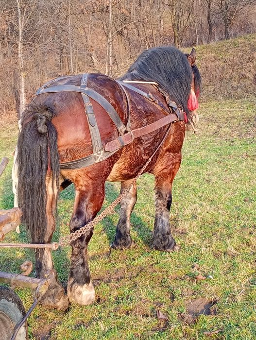 Vând s-au schimb Armăsar de 5 ani.