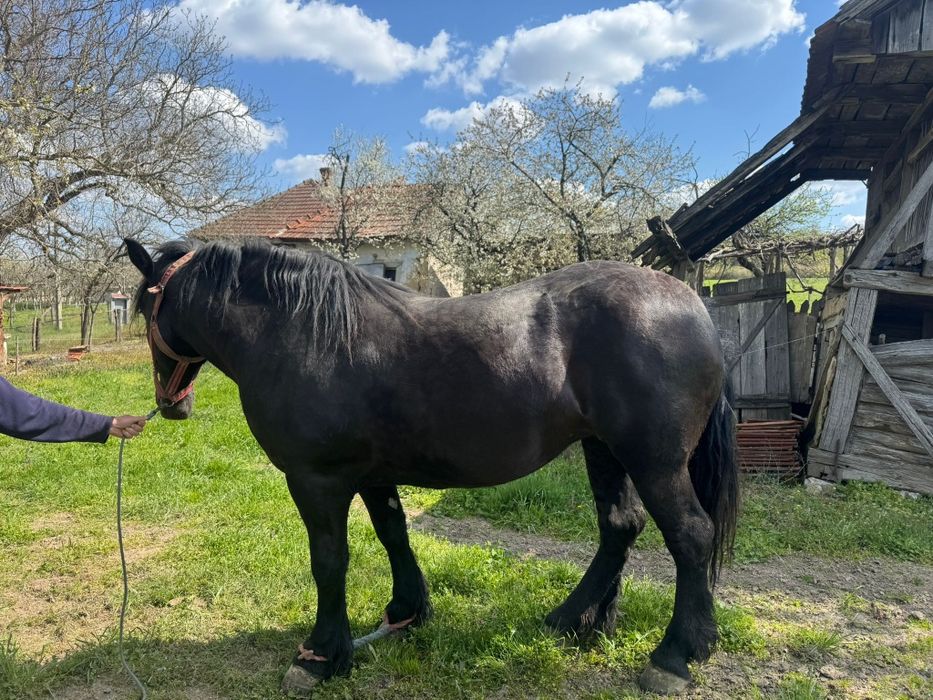 Vând iapa gestanta in 8 luni