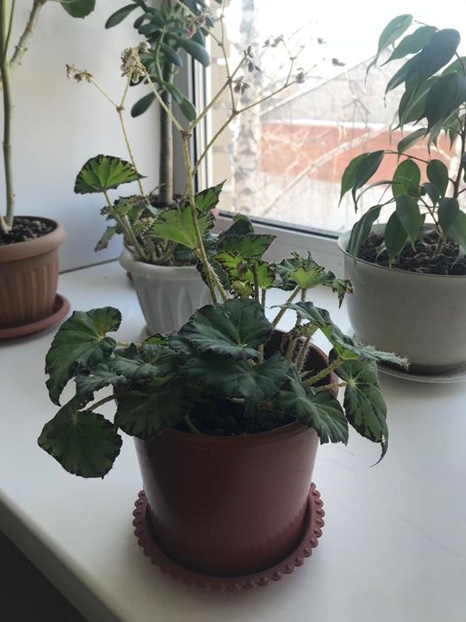 Продам Бегонию Брауэра