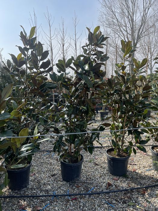 Magnolia Grandiflora