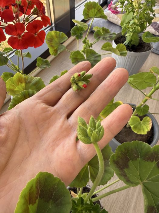 Герань   красная