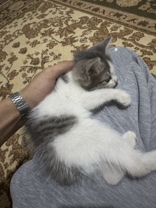 Отдам Котенока в добрые руки