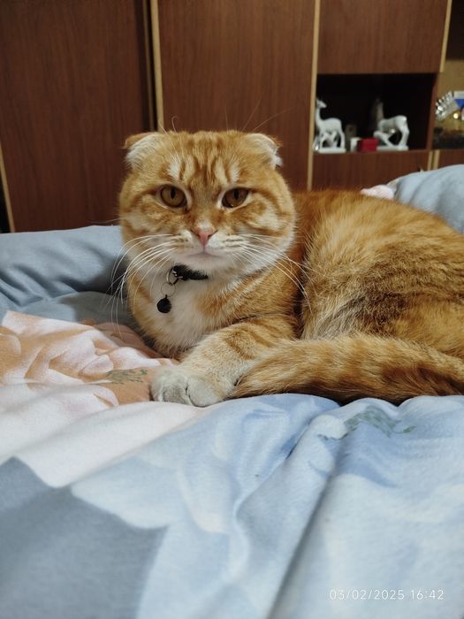 Скотч фолд угил мушук сотилади