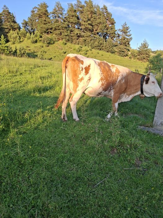 De vânzare vacă și junică