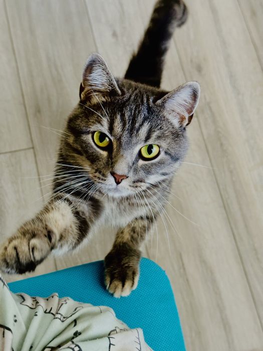 Отдам в добрые,хорошие руки нашего любимца Кокоса . Стерилизованный