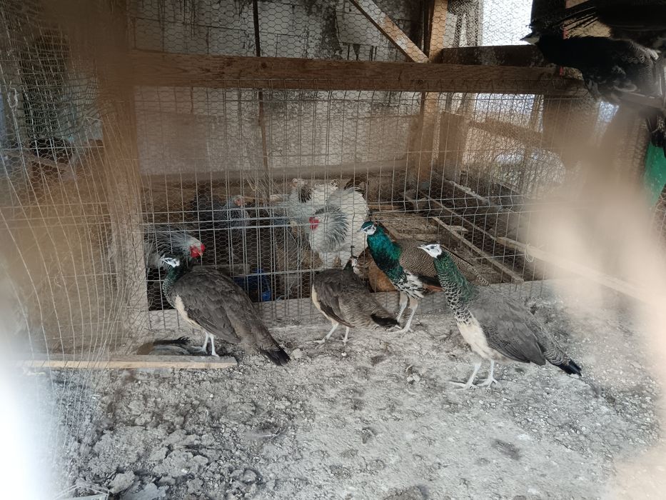 Păuni vânzare vârstă 1an