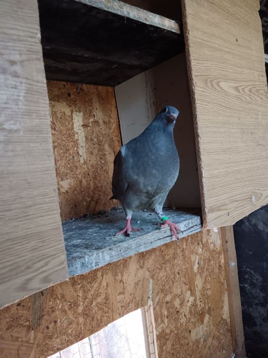 Porumbei de vânzare