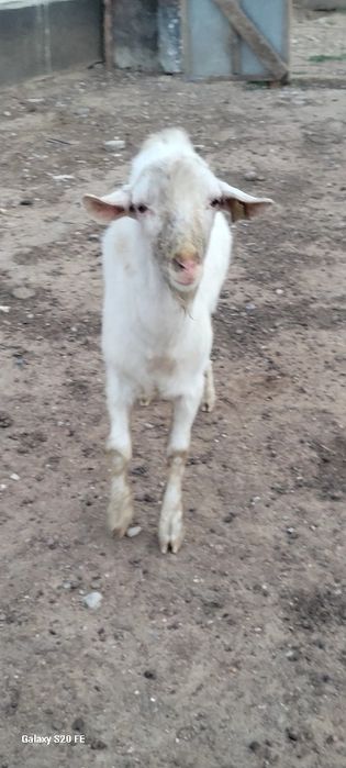 Текелер сатылады