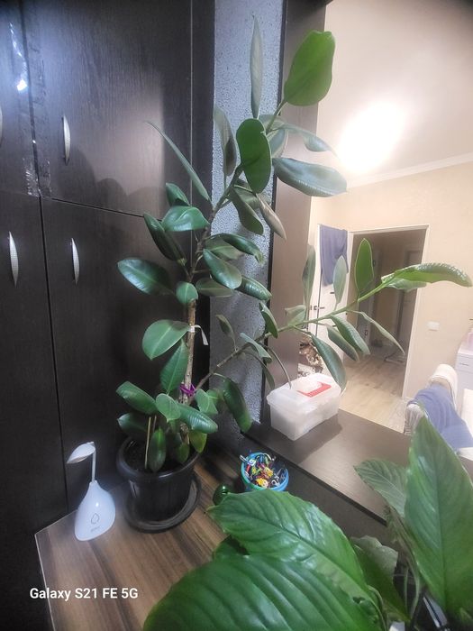 Фикус рост 100см