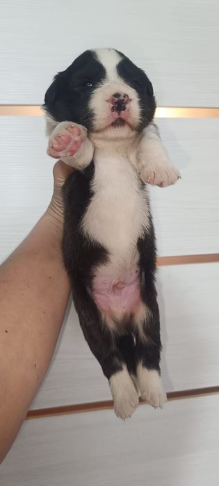 щенки бордер колли