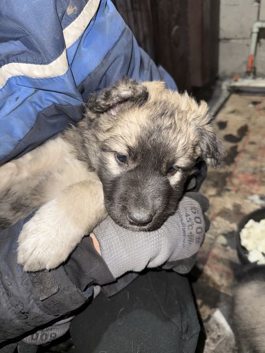 Продам щенят Тобет