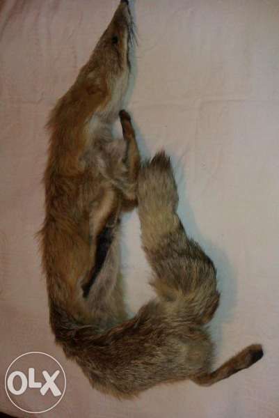 Естествена кожа от лисица