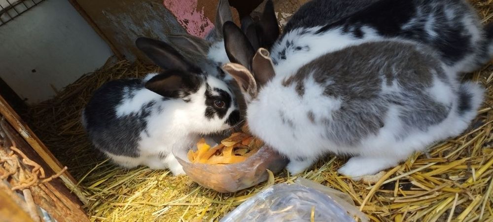 Quyon bolalari sotiladi