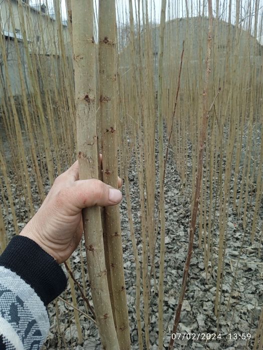 Buvayda tumani urganji qishlogʻi