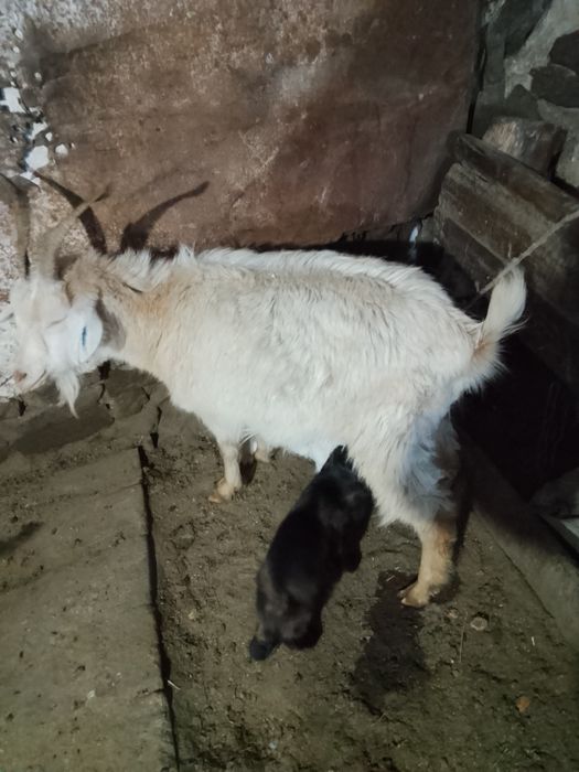 Ешкі шыбыш коза сатылады сутти