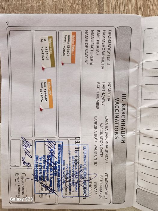 Кане корсо куче на 3 месеца