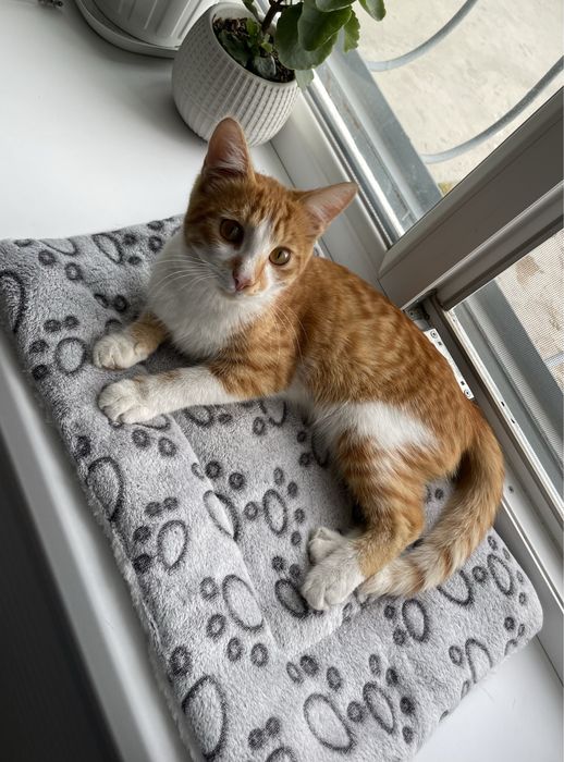 Котенок в добрые руки!