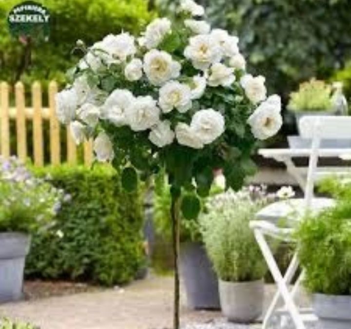 Trandafiri de tip pomișor