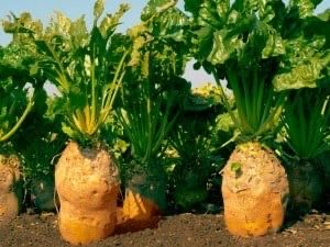 Лавлаги уруги сотилади