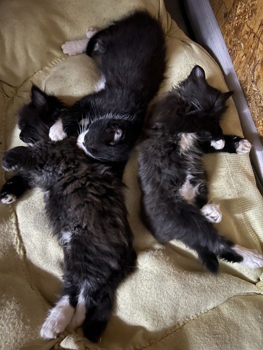 Котята мальчики в надежные руки