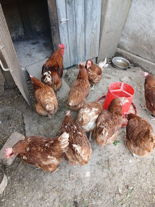 Oua de gaini ouatoare Issa  Braun  pt incubat