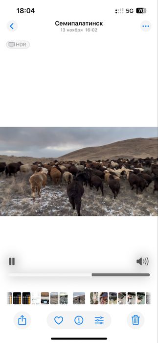 Койлар мен токтылар сатылады