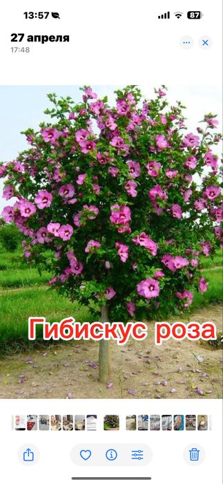 Сириский гибискус