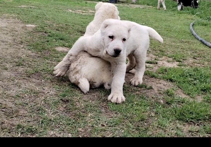 Алабай Тозаларидан еркак