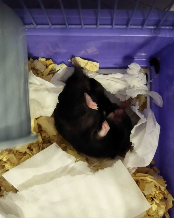 Продам хомяка ( самец)