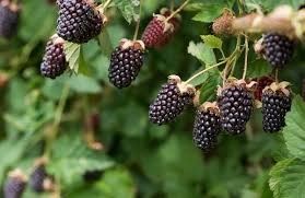 Ежемалина 4х летки кусты