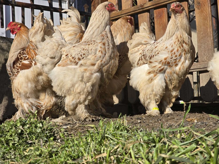 Продавам разплодни яйца от Бяло златна Брама [White gold Brahma]