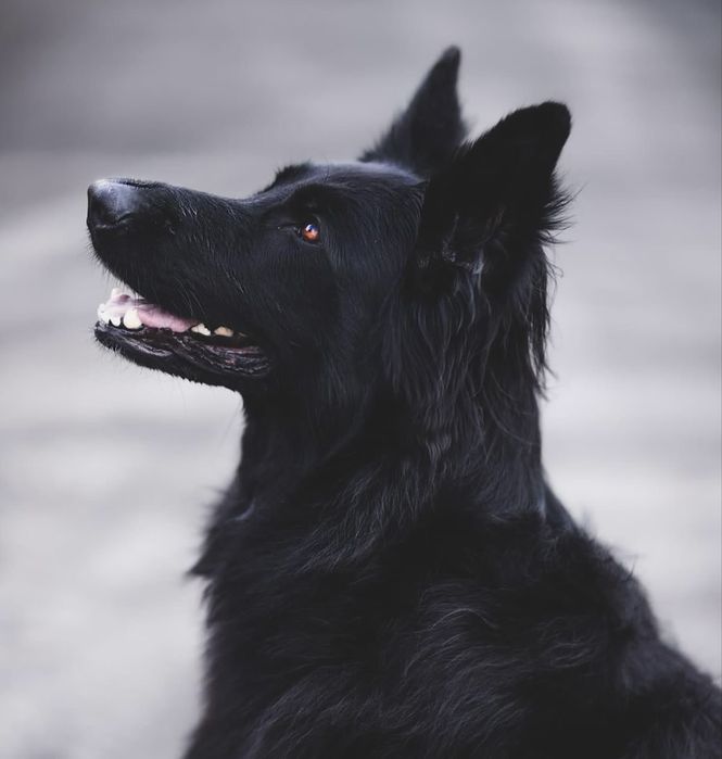 Чистокровная овчарка в поисках ответственного хозяина!