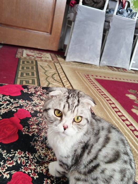 Вислаухая кот продается