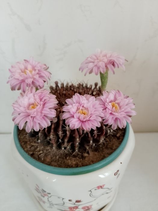 Необычный коллекционный кактус. В цветении