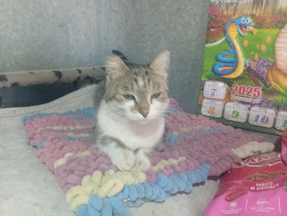 Отдам кошку в добрые руки