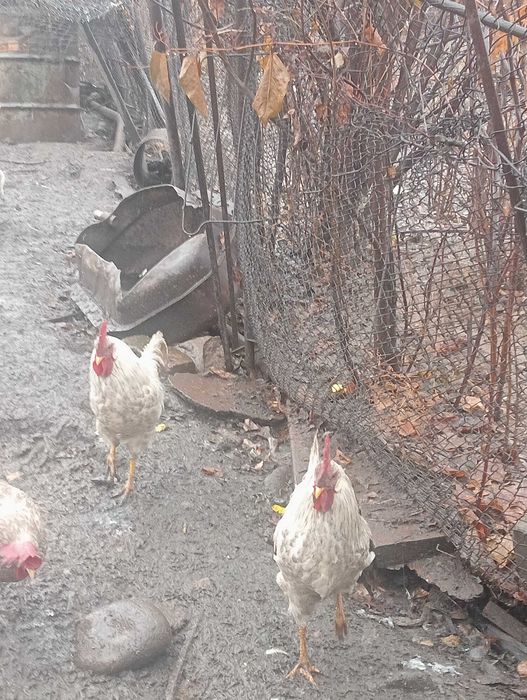 Петушки молодые несушки белой