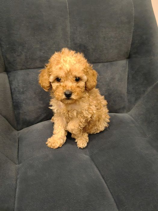 Кученце пудел той