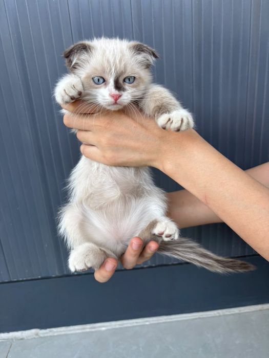 Котенок вислоухий два месяца