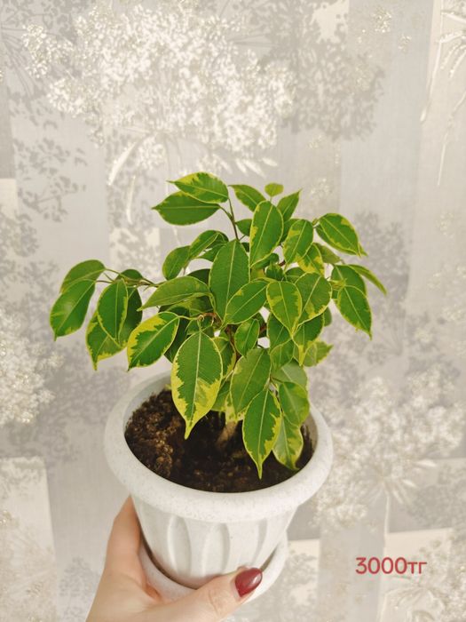 Продам молочай Милля крупноцветковый . Есть доставка