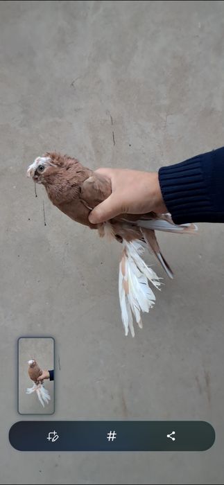 Продам нават самец.