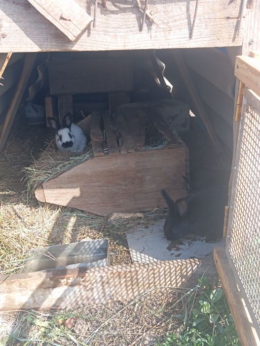 Продаю чистокровные строкачи .