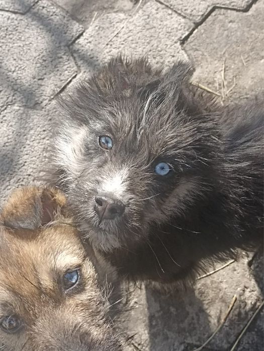 Щенята на половину хаски. Сарань