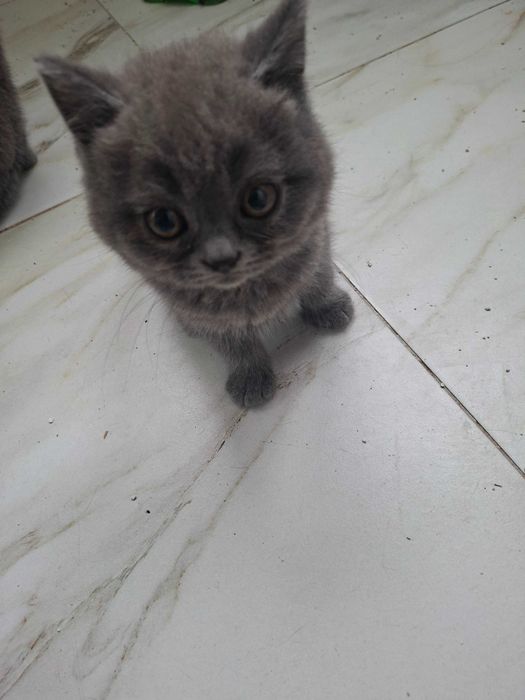 Британски котета