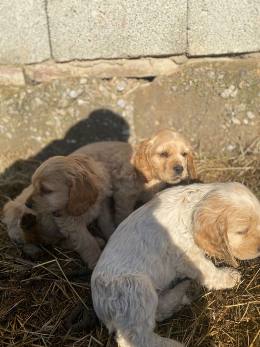 Англиский спаниель